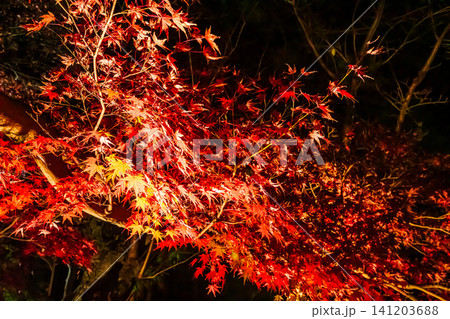 秋の色濃く、木々は緑から紅葉へ、寒さに向かう前に鮮やかな色に染まる 秋の色濃く、木々は緑から紅葉へ、寒さに向かう前に鮮やかな色に染まる 141203688