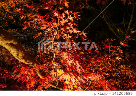 秋の色濃く、木々は緑から紅葉へ、寒さに向かう前に鮮やかな色に染まる 秋の色濃く、木々は緑から紅葉へ、寒さに向かう前に鮮やかな色に染まる 141203689
