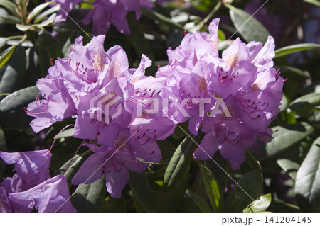 Twin Clusters of Sunlit Amethyst Rhododendrons Flourishing amidst Deep Greenery Twin Clusters of Sunlit Amethyst Rhododendrons Flourishing amidst Deep Greenery 141204145
