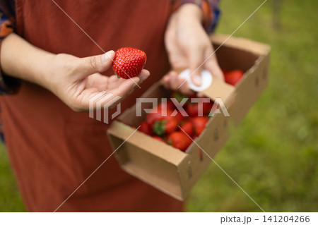 Close up of female farmer holding fresh strawberry in garden Close up of female farmer holding fresh strawberry in garden 141204266