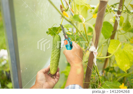 Gardener hands cutting fresh green cucumber with pruner in greenhouse close up Gardener hands cutting fresh green cucumber with pruner in greenhouse close up 141204268