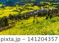 Yellow rapeseed (canola) flower field in spring, Luoping, China 141204357