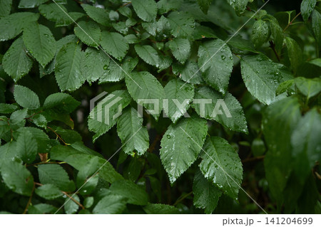 Lush green leaves covered in fresh raindrops after summer rain, natural macro background texture. Lush green leaves covered in fresh raindrops after summer rain, natural macro background texture. 141204699