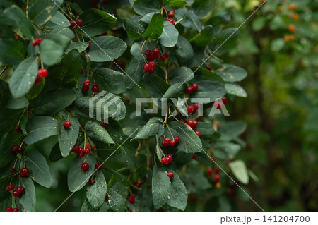 Wild bush with small ripe red berries and green leaves covered in morning dew drops in a summer forest. Wild bush with small ripe red berries and green leaves covered in morning dew drops in a summer forest. 141204700