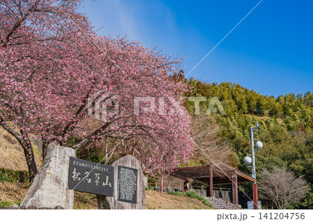 焼津市の笛吹段公園に咲く河津桜の風景(静岡県) 焼津市の笛吹段公園に咲く河津桜の風景(静岡県) 141204756