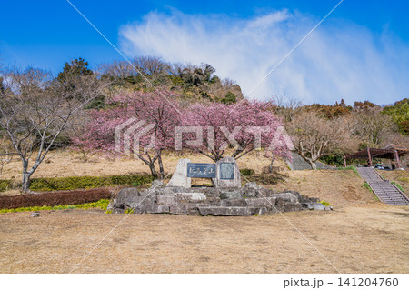 焼津市の笛吹段公園に咲く河津桜の風景(静岡県) 141204760