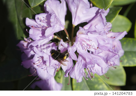 Bumblebee Nectar Hunting amidst a Radiant Rhododendron Blossom Bumblebee Nectar Hunting amidst a Radiant Rhododendron Blossom 141204783