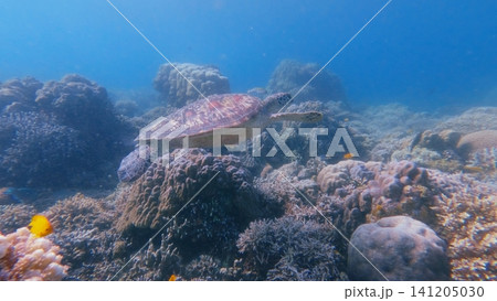Graceful green sea turtle (Chelonia mydas) swimming over a richly textured coral reef in hazy blue waters. Dauin, Philippines Graceful green sea turtle (Chelonia mydas) swimming over a richly textured coral reef in hazy blue waters. Dauin, Philippines 141205030