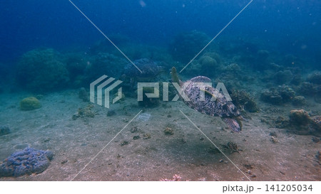 A lone green sea turtle (Chelonia mydas) gliding over a sandy seabed in hazy cloudy water, serene underwater scene. Dauin, Philippines A lone green sea turtle (Chelonia mydas) gliding over a sandy seabed in hazy cloudy water, serene underwater scene. Dauin, Philippines 141205034