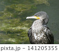 野鳥のカワウ 141205355
