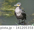 野鳥のカワウ 141205358