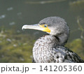 野鳥のカワウ 141205360