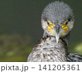 野鳥のカワウ 141205361