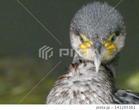 野鳥のカワウ 野鳥のカワウ 141205361