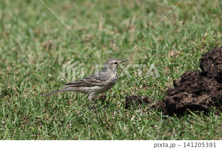芝生を歩く夏羽のタヒバリ 芝生を歩く夏羽のタヒバリ 141205391