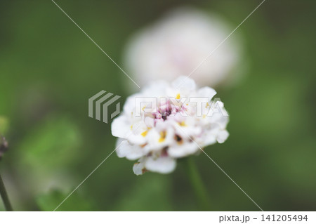クローズアップで撮ったヒメイワダレソウの花 クローズアップで撮ったヒメイワダレソウの花 141205494