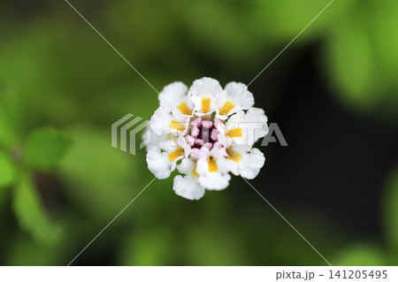 クローズアップで撮ったヒメイワダレソウの花 クローズアップで撮ったヒメイワダレソウの花 141205495