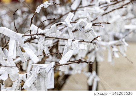 Omikuji paper fortunes tied to tree branches in japan Omikuji paper fortunes tied to tree branches in japan 141205526