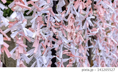Omikuji fortune slips hanging at shinto shrine Omikuji fortune slips hanging at shinto shrine 141205527