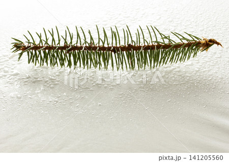 pine branch isolated on white background pine branch isolated on white background 141205560
