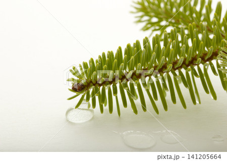 pine branch isolated on white background 141205664