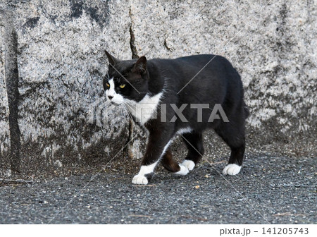 散歩中のハチワレの猫 散歩中のハチワレの猫 141205743