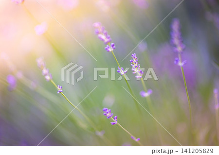 Lavender stems in ethereal pastel light with rainbow colored bokeh. Fine art macro of purple flowers in magical soft glow, delicate dreamlike mood. Artistic botanical background for wellness branding Lavender stems in ethereal pastel light with rainbow colored bokeh. Fine art macro of purple flowers in magical soft glow, delicate dreamlike mood. Artistic botanical background for wellness branding 141205829