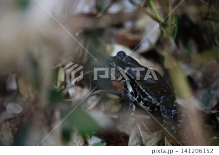 茂みの中で暮らすアズマヒキガエル 茂みの中で暮らすアズマヒキガエル 141206152