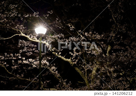 夜桜と街灯 夜桜と街灯 141206212
