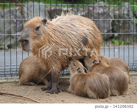 授乳中のカピバラ親子 授乳中のカピバラ親子 141206382