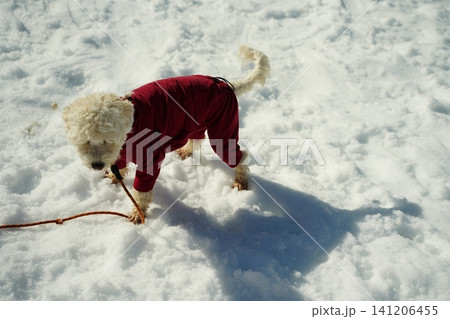 Dog in Red Coat Playing in Snow with Rope Dog in Red Coat Playing in Snow with Rope 141206455