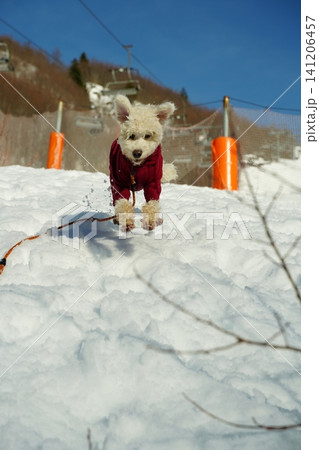 Energetic Dog Running Through Snow in Winter Gear 141206457