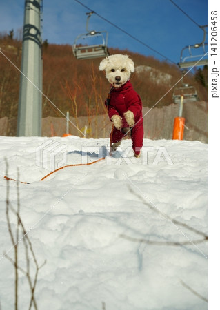 Small Dog in Red Jacket Playfully Jumping in Snow Small Dog in Red Jacket Playfully Jumping in Snow 141206458