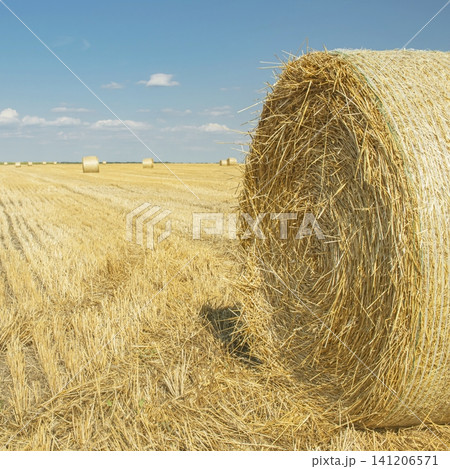 Hay bales on a harvested agricultural field. Landscape with a harvested wheat field with hay bales in the countryside against a blue sky. Hay bales on a harvested agricultural field. Landscape with a harvested wheat field with hay bales in the countryside against a blue sky. 141206571