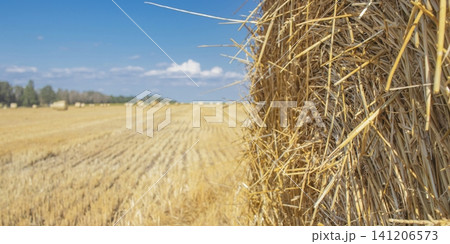 Hay bales on a harvested agricultural field. Landscape with a harvested wheat field with hay bales in the countryside against a blue sky. Hay bales on a harvested agricultural field. Landscape with a harvested wheat field with hay bales in the countryside against a blue sky. 141206573