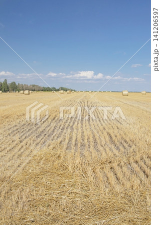 Hay bales on a harvested agricultural field. Landscape with a harvested wheat field with hay bales in the countryside against a blue sky. Hay bales on a harvested agricultural field. Landscape with a harvested wheat field with hay bales in the countryside against a blue sky. 141206597