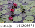 水面に浮かぶハスの花 141206673