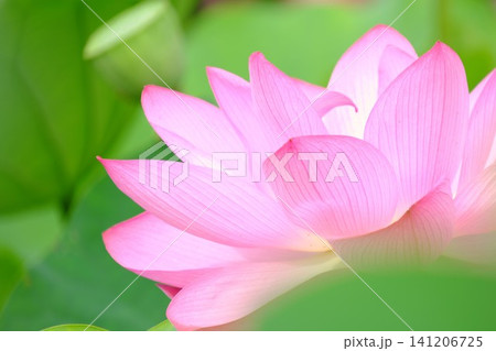 前ボケが美しいピンクの古代蓮の花 幻想的な夏の朝の風景 前ボケが美しいピンクの古代蓮の花 幻想的な夏の朝の風景 141206725