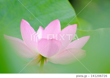 るい前ボケと透明感のある緑に包まれ爽やかな古代蓮の花 夏の朝の背景素材 るい前ボケと透明感のある緑に包まれ爽やかな古代蓮の花 夏の朝の背景素材 141206726