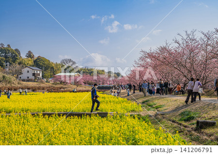 浜松市の東大山の河津桜の風景(静岡県) 浜松市の東大山の河津桜の風景(静岡県) 141206791