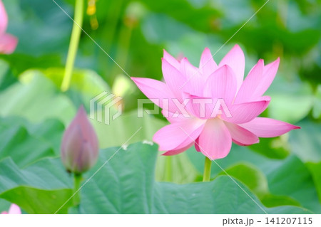 つぼみの前ボケと美しく咲く古代蓮の花 埼玉・古代蓮の里の夏の朝 つぼみの前ボケと美しく咲く古代蓮の花 埼玉・古代蓮の里の夏の朝 141207115