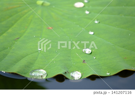 ハスの葉の上にきらめく瑞々しい水滴と朝露 夏の清涼感・背景素材 ハスの葉の上にきらめく瑞々しい水滴と朝露 夏の清涼感・背景素材 141207116