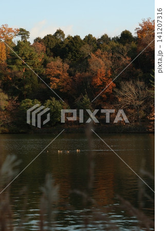 紅葉した木々と池 紅葉した木々と池 141207316