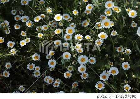 Daisy camomille flowers on field. White flowers background Daisy camomille flowers on field. White flowers background 141207399