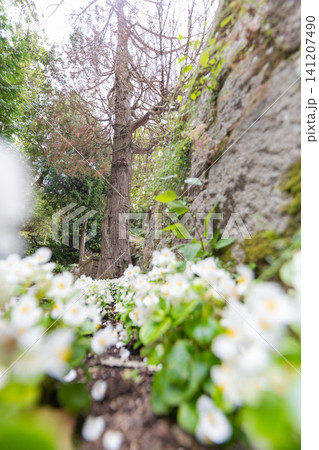 Flowers grow at the base of a tree next to a stone wall in a garden during springtime Flowers grow at the base of a tree next to a stone wall in a garden during springtime 141207490