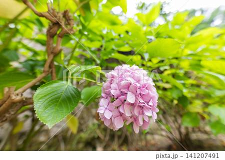 Flowers bloom on a bush with green leaves during a sunny day in a garden setting 141207491