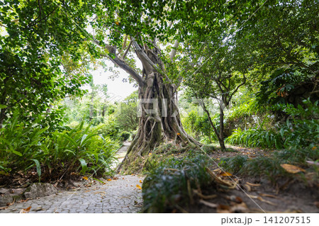 View of a large tree and pathway in a natural setting with bushes and green plants in the daytime 141207515