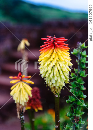 Colorful Flowers in Sao Miguel Colorful Flowers in Sao Miguel 141207999