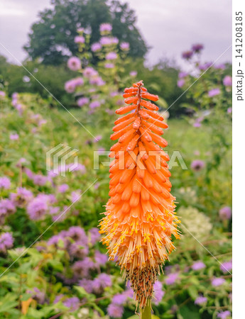 畑に咲くトリトマの花 畑に咲くトリトマの花 141208185