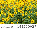 満開　ひまわり畑 141210027